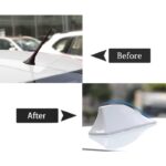 شارک سقف سفید بال چه کوسه ای